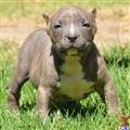 American Pit Bull